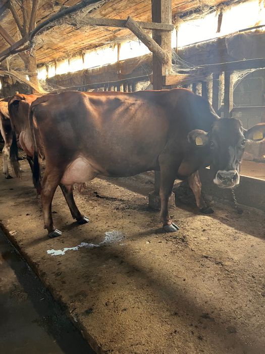 Продавам Крави  3 броя