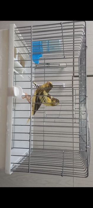 Канарйека смотилади