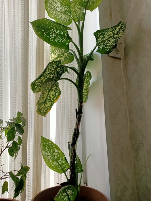 Цветы комнатные красивые