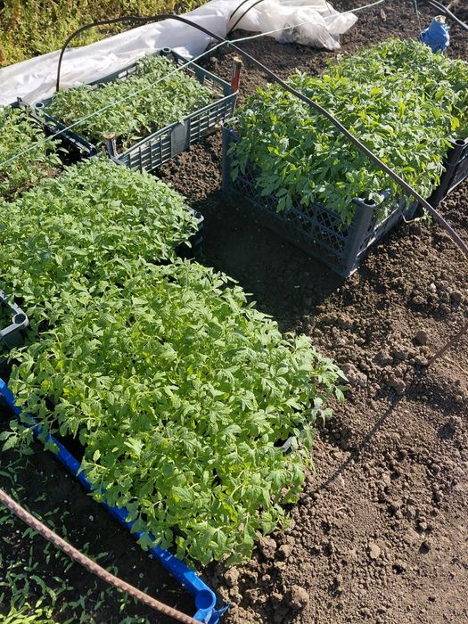 Разсади Домат, Краставици  и Пипер