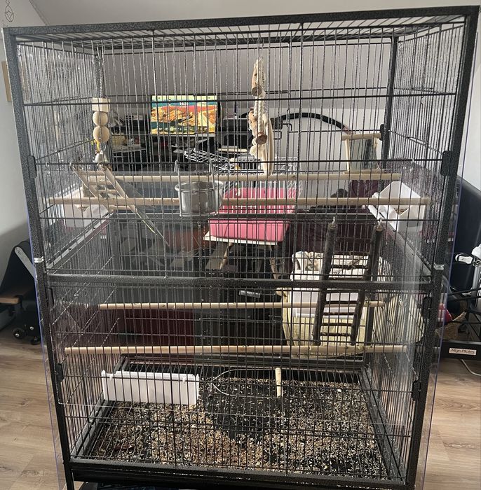 Vand colivie si nimfa cu accesorii