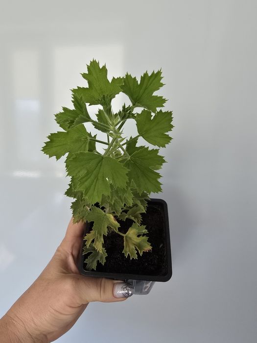Продам королевскую герань