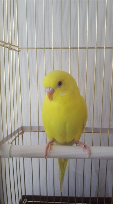 Волнистые попугаи