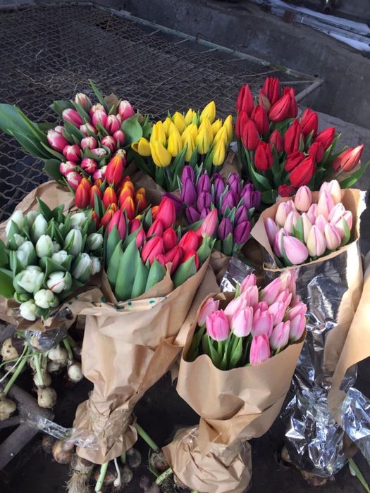 Продаем тюльпаны  оптом