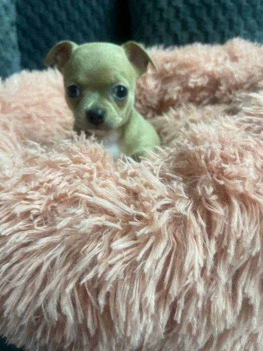 Продаются щенки породы Чихуахуа