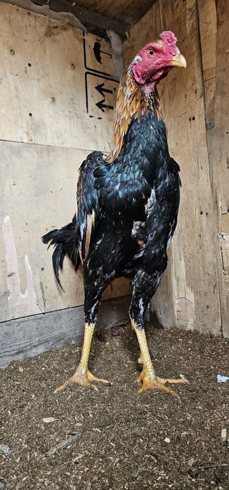 Дакан бойцовая птица