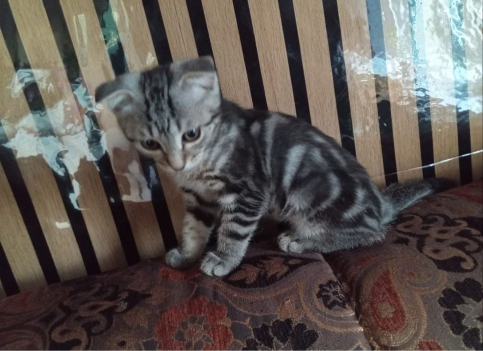 Продам породистого котенка Шотланский вислоухий крассавчека редкого ок