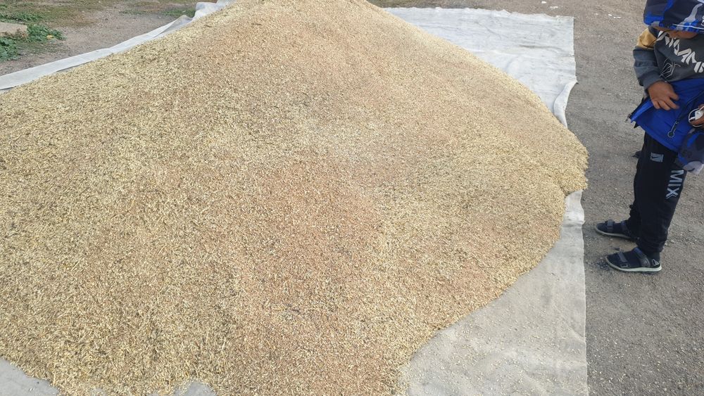 Бидай сатылады. Продаеться зерно.