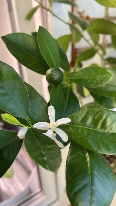 мандарин и лимон привитый от плодоносящего дерева