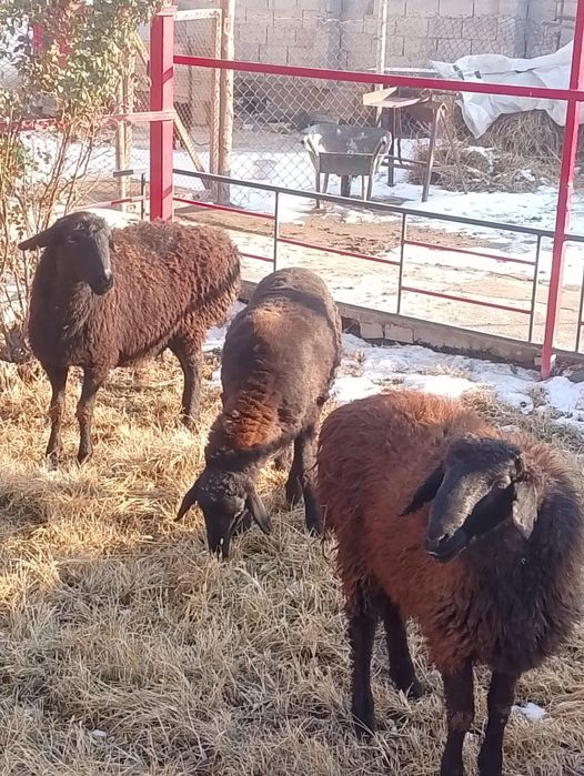 Қошқар мен қойлар сатылады