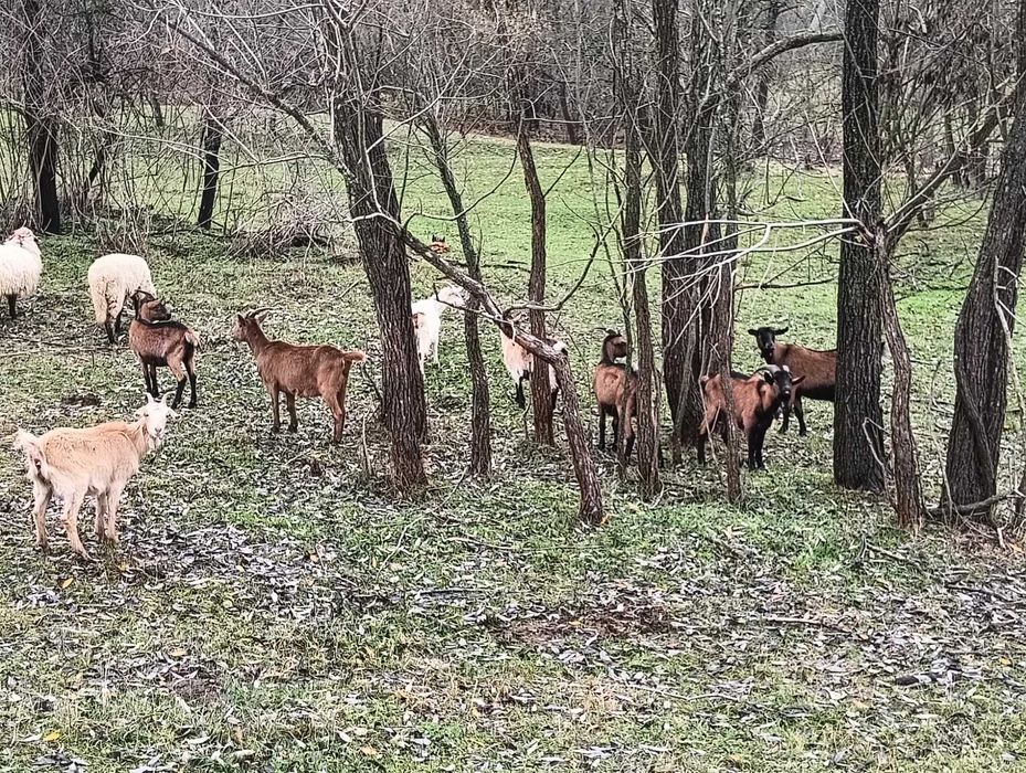 Vand capre alpine franceze