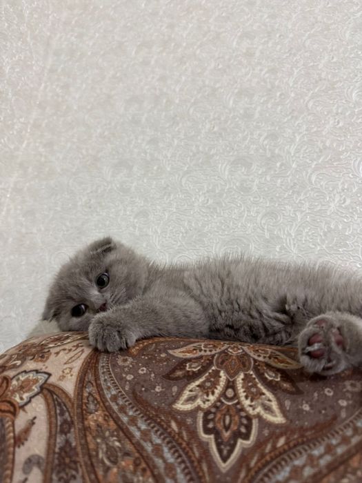 котенок ласковый умный