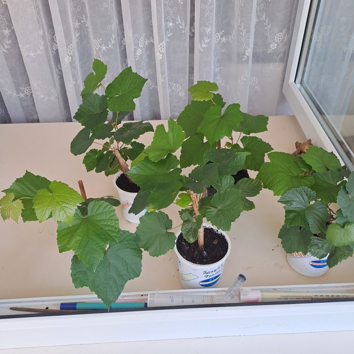 Продам саженцы винограда