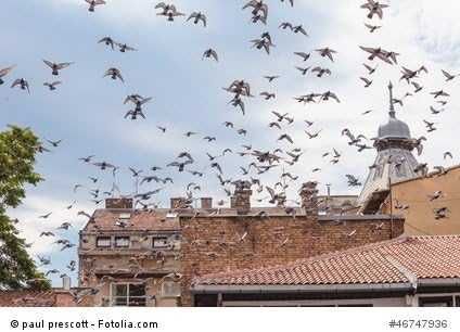 Ултразвуков уред против птици – мобилен комплект 2 броя, покритие 50 m