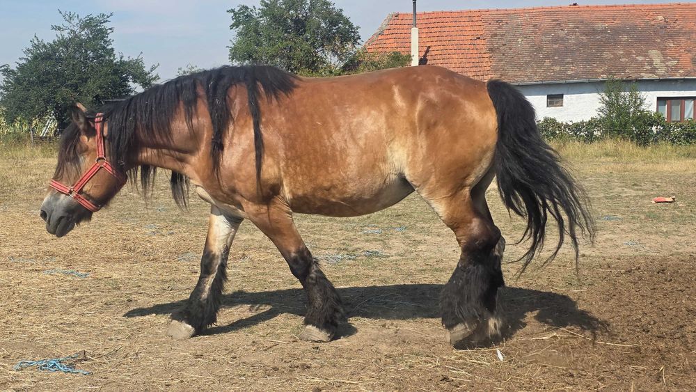 Iapa Ardenezá gestanta 15 ani si minz de 4 luni