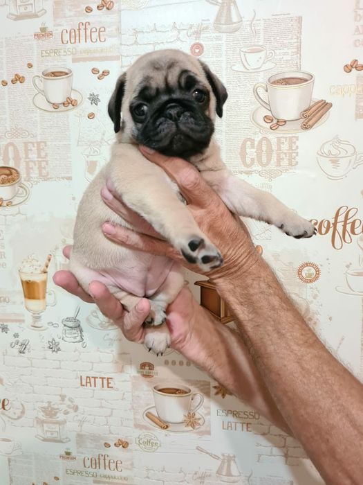 Продам щенков мопса,разные окрасы