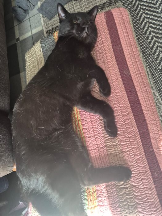Отдаем кота, в добрые руки