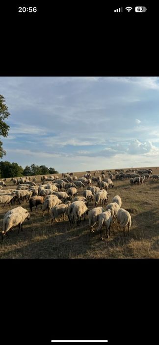 Vând oi sau schimb cu vaci