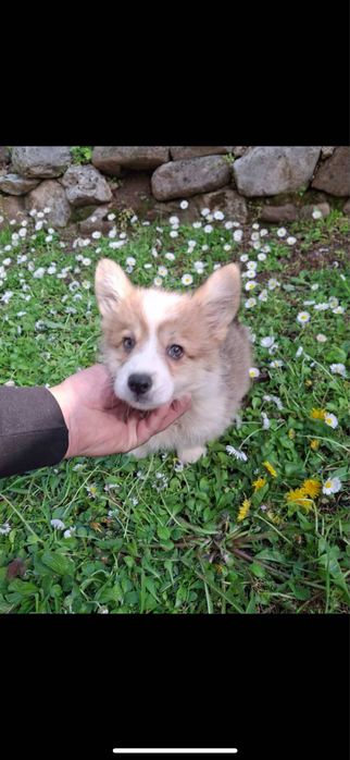 Продавам Уелско Корги Пембрук