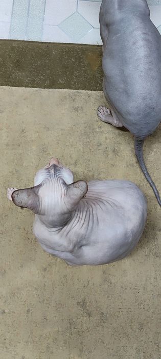 Сфинкс, годовалая девочка, лысик