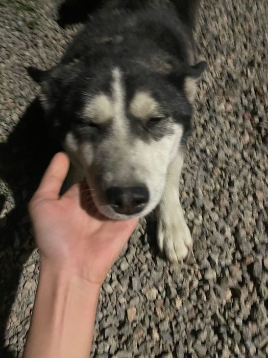 Сабака хаски девушка