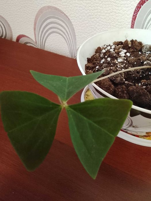 Кислица комнатная