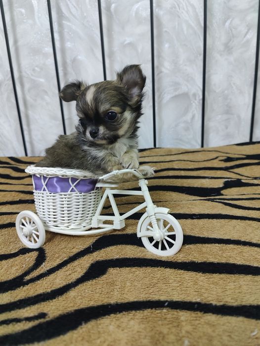 Продаётся миниатюрный мальчик чихуахуа