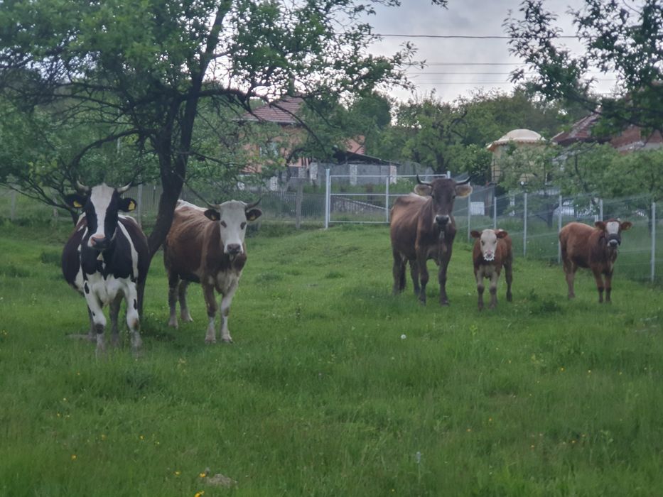 Vand vaca holstain 6 ani 4 fatari Campulung Arges pret 12.000 lei negociabil