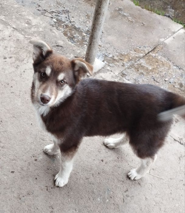 Щенки хаски лайки