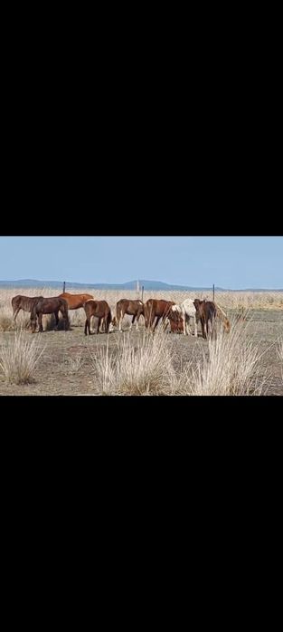 33 бас тай сатылады багасы 280.000т