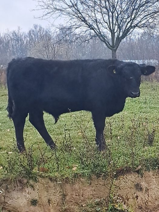 Viței Vițele angus