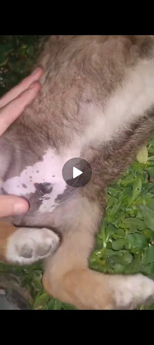 Отдам щенков в кыргауылды