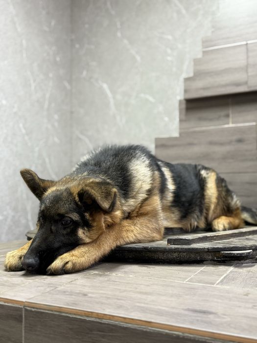 немецкая овчарка