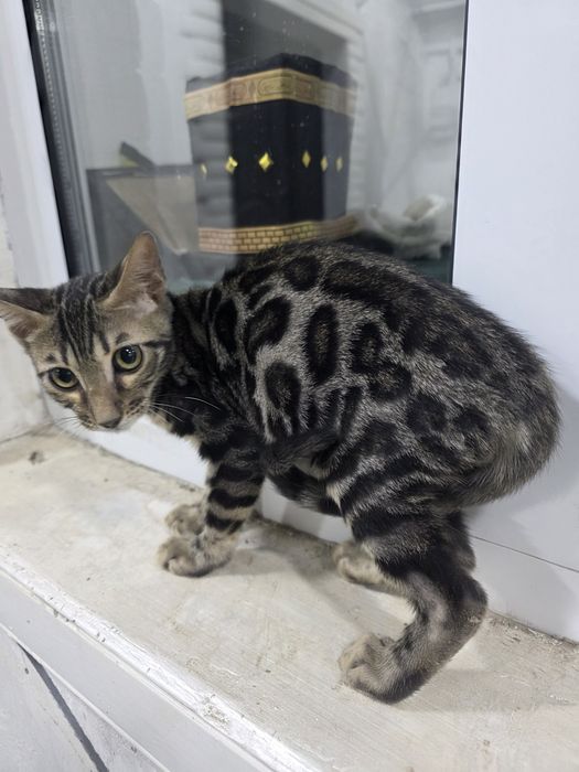 Bengal mushigi sotiladi 2 oylik Продайотся бенгальская  2 месяца