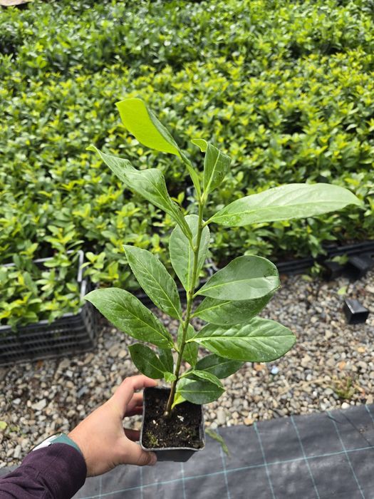 Laur Englezesc NOVITA - 40-50cm