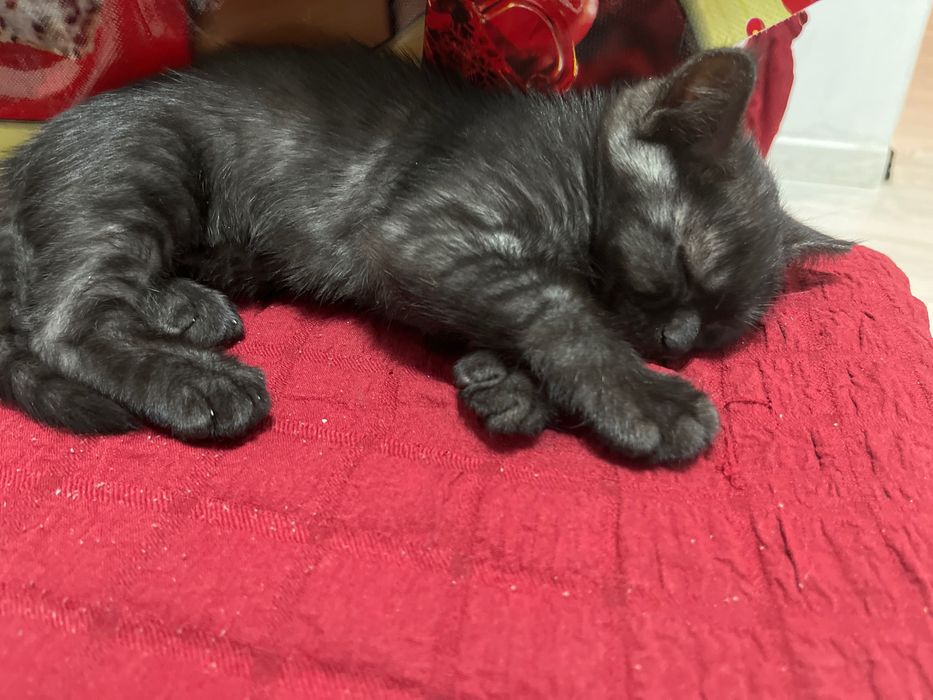 Осталась одна кошечка мальчик