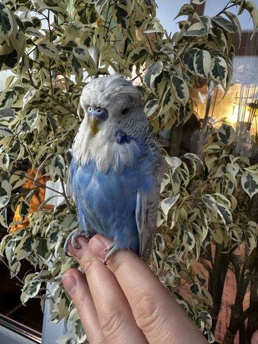 Волнистый Чех.