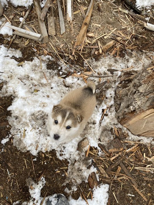 Лайка күшіктер бағасын келісеміз