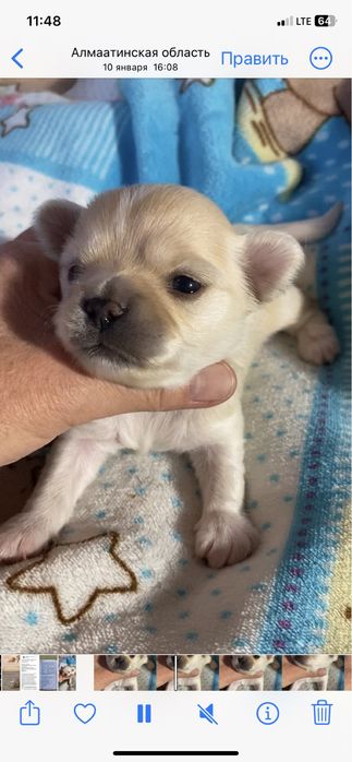 Щенок чихуахуа , мальчик