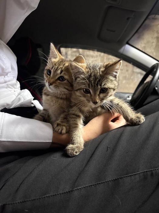 Срочно отдам котят