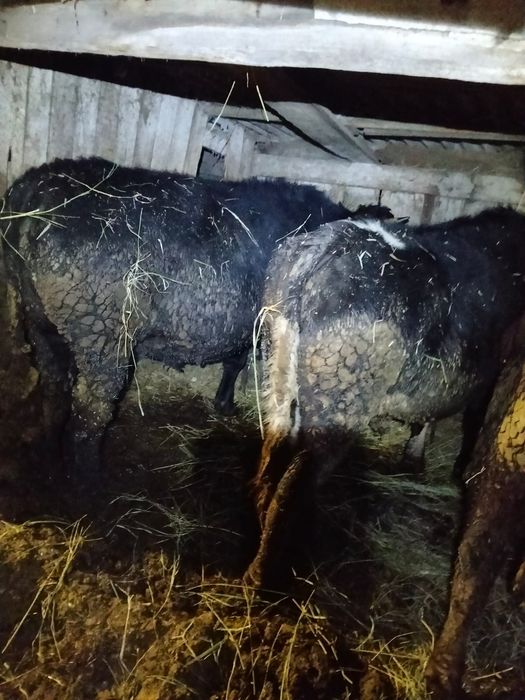 Продам быков с откорма