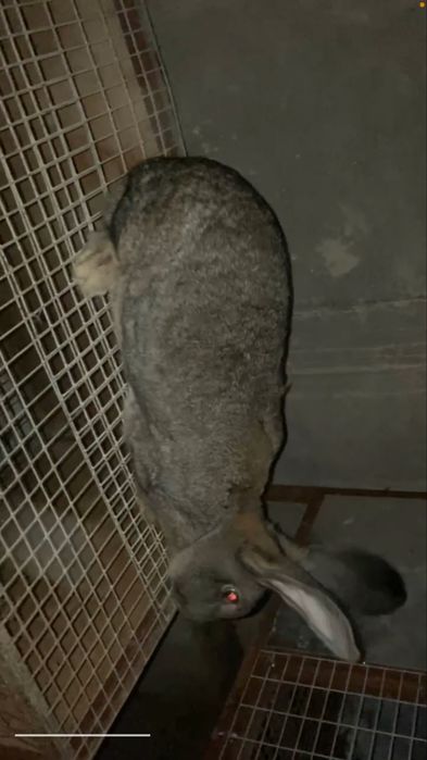 Flandr bolalari sotuvi yaqin bron qilish mumkin