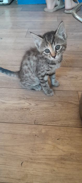 Отдам Бесплатно Котят