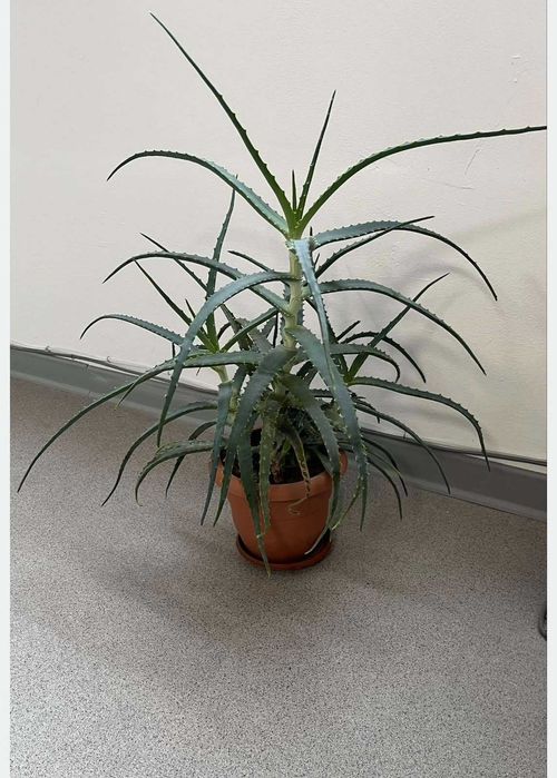 Лечебно Алое вера (Aloe arborescens)