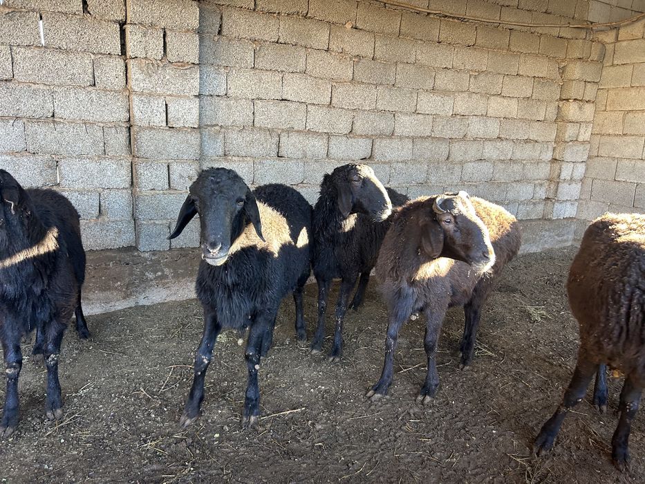 Кой бар! Сойып беремыз! Куртаев!