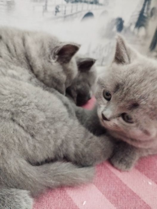 Продам британских котят