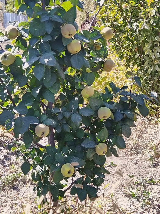 Продаю дачнный участок