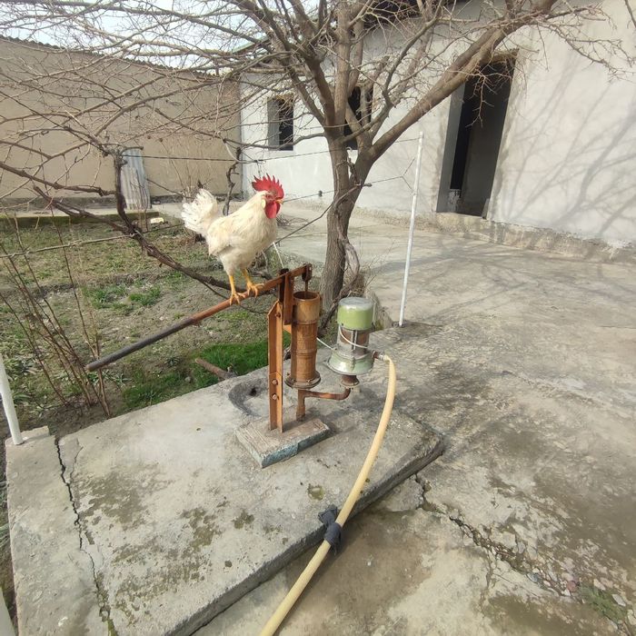 Xuroz sotiladi. 160 ming