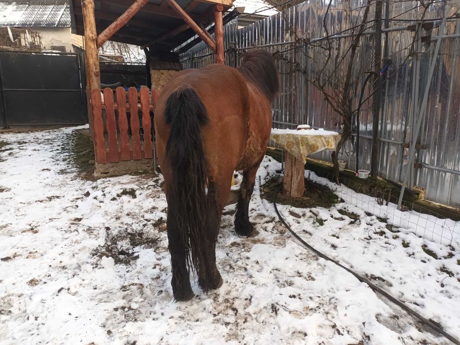 Vand Manz sau schimb cu vaca