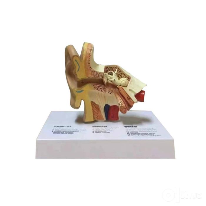Муляж Model Mulyaj Макет Анатомические Муляжи Maket Скелет Макеты